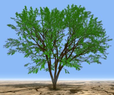 Living Benefits - a tree in the desert